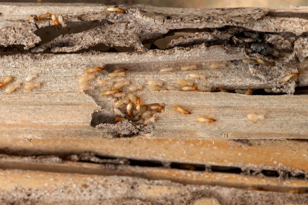 Best Affordable Pest Control Services  in Wolfhurst, OH